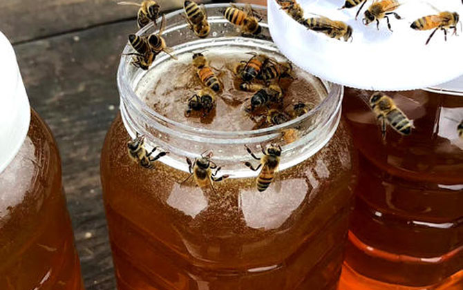 荔枝蜜花期多少天(荔枝蜜的產地分布) 荔枝蜜花期多少天(荔枝蜜的產地分布)