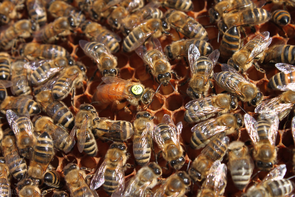 阿壩中蜂的工蜂有幾種顏色(一個蜂群內培育出幾種顏色的工蜂) 阿壩中蜂的工蜂有幾種顏色(一個蜂群內培育出幾種顏色的工蜂)