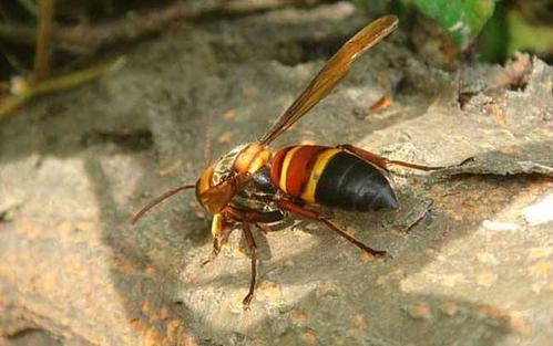 中國大虎頭蜂的蜂窩有什么用（大虎頭蜂蜂窩的藥用價(jià)值）