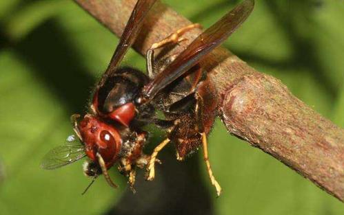 中國大虎頭蜂的蜂窩有什么用（大虎頭蜂蜂窩的藥用價(jià)值）