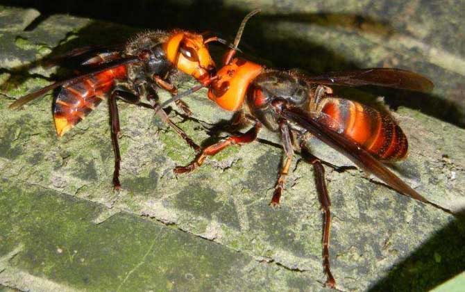 中國大虎頭蜂毒性(中國大虎頭蜂的毒性強嗎?) 中國大虎頭蜂毒性(中國大虎頭蜂的毒性強嗎?)