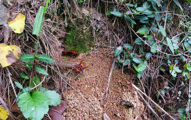 中國大虎頭蜂毒性(中國大虎頭蜂的毒性強嗎?) 中國大虎頭蜂毒性(中國大虎頭蜂的毒性強嗎?)
