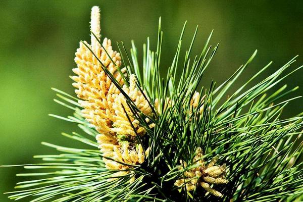 什么是松花粉(松花粉是干什么用的) 什么是松花粉(松花粉是干什么用的)