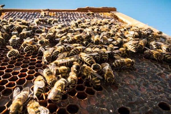 沒有蜂王的蜂子怎么樣(蜜蜂沒有蜂王會怎么樣) 沒有蜂王的蜂子怎么樣(蜜蜂沒有蜂王會怎么樣)