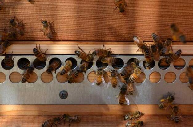 蜜蜂失王晚上的表現(xiàn)(蜜蜂失王會(huì)怎么樣) 蜜蜂失王晚上的表現(xiàn)(蜜蜂失王會(huì)怎么樣)