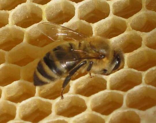 蜜蜂失王晚上的表現(xiàn)(蜜蜂失王會(huì)怎么樣) 蜜蜂失王晚上的表現(xiàn)(蜜蜂失王會(huì)怎么樣)