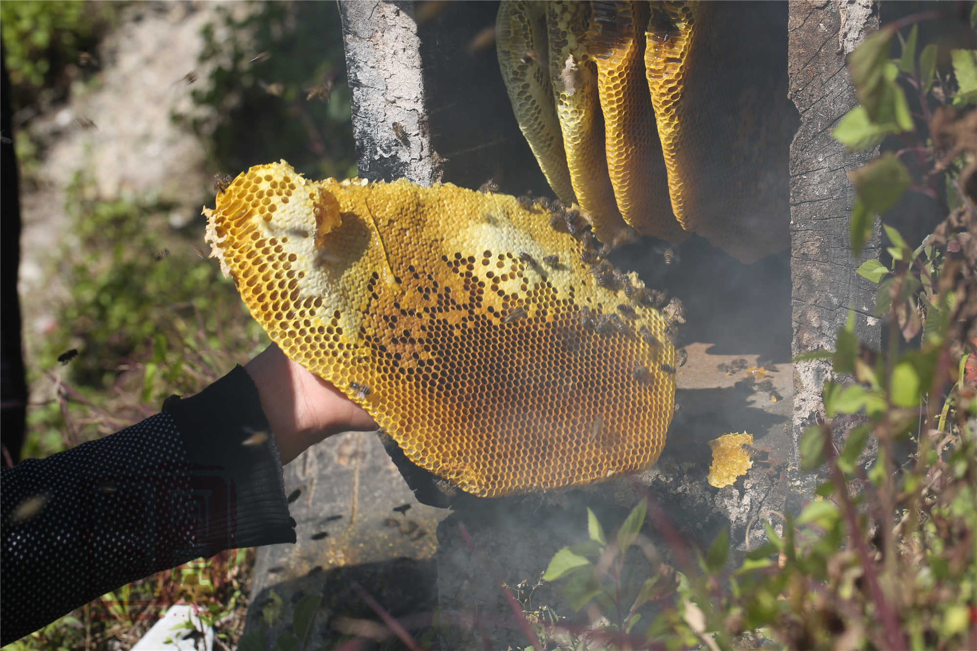 野生蜜蜂的生活環境和特點（家養蜜蜂和野生蜜蜂區別）