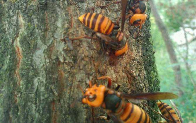 黃腰虎頭蜂的毒幾天能散（被黃腰虎頭蜂蟄了幾天能好）