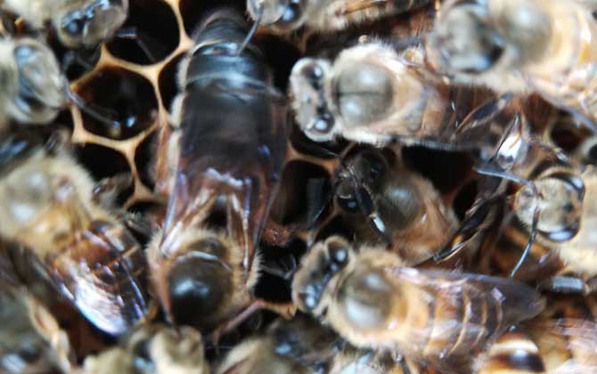 怎么區(qū)分阿壩中蜂(阿壩蜂王和中蜂蜂王有什么區(qū)別) 怎么區(qū)分阿壩中蜂(阿壩蜂王和中蜂蜂王有什么區(qū)別)