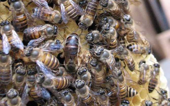 怎么區(qū)分阿壩中蜂(阿壩蜂王和中蜂蜂王有什么區(qū)別) 怎么區(qū)分阿壩中蜂(阿壩蜂王和中蜂蜂王有什么區(qū)別)