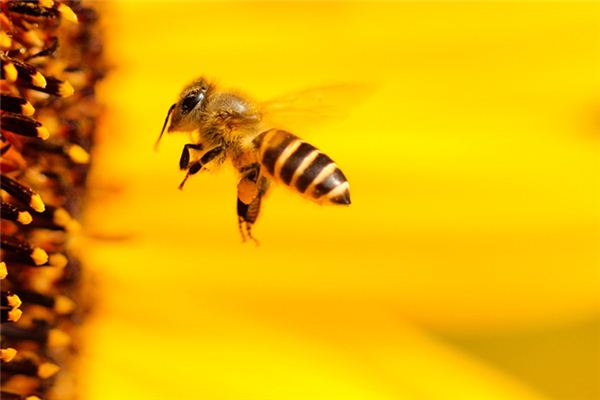 阿壩中蜂如何選擇養(yǎng)殖場地址(阿壩中蜂如何選擇場地) 阿壩中蜂如何選擇養(yǎng)殖場地址(阿壩中蜂如何選擇場地)