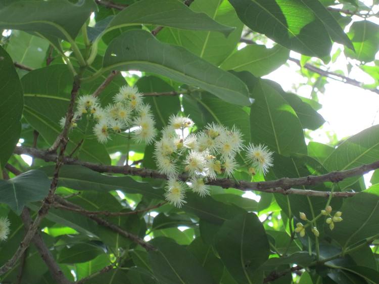 【蜜蜂養(yǎng)殖】養(yǎng)蜂人一年能賺多少錢? 養(yǎng)蜂人一年能賺多少錢?