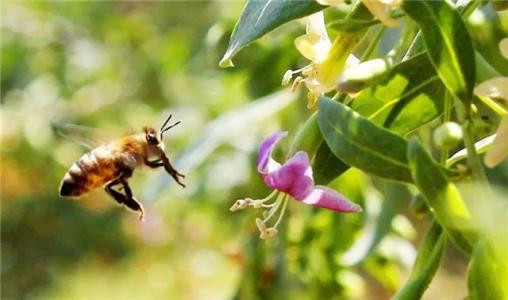 【蜜蜂養(yǎng)殖】養(yǎng)蜂人一年能賺多少錢? 養(yǎng)蜂人一年能賺多少錢?