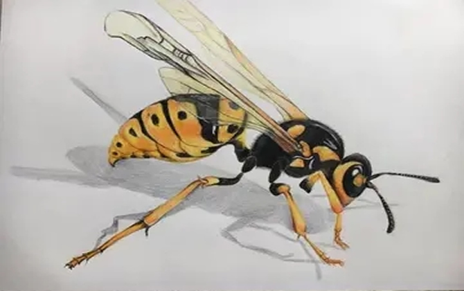  尋找野生馬蜂的方法