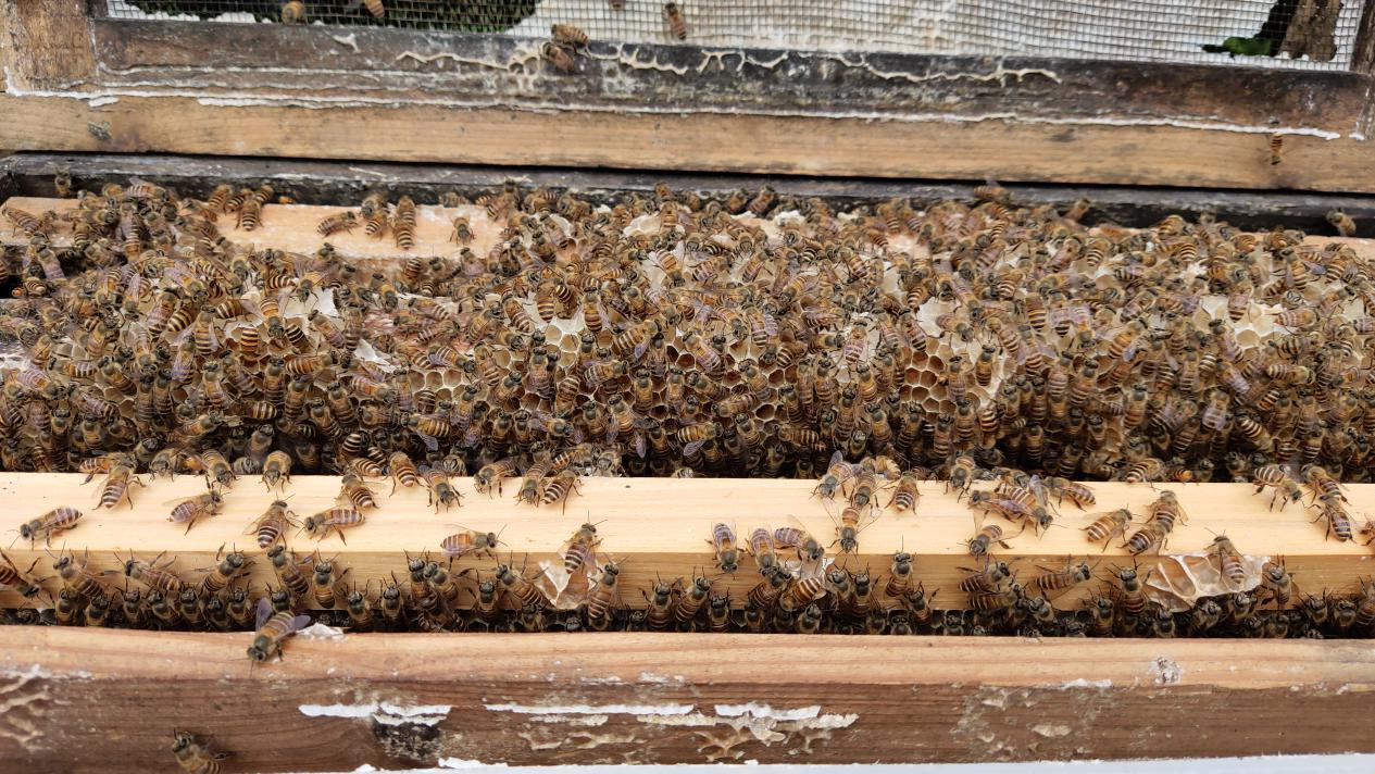 大流蜜期一般是什么時候（大流蜜期多久搖一次蜜）