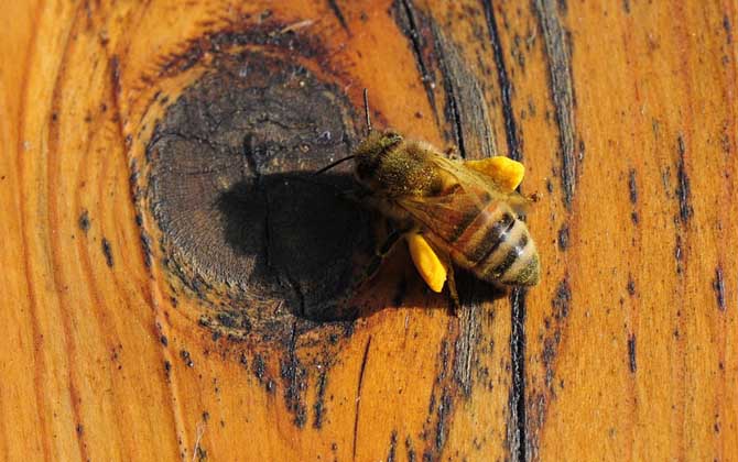 養蜂場多大規模才能領補償款(2020年養蜂有補貼嗎) 養蜂場多大規模才能領補償款(2020年養蜂有補貼嗎)