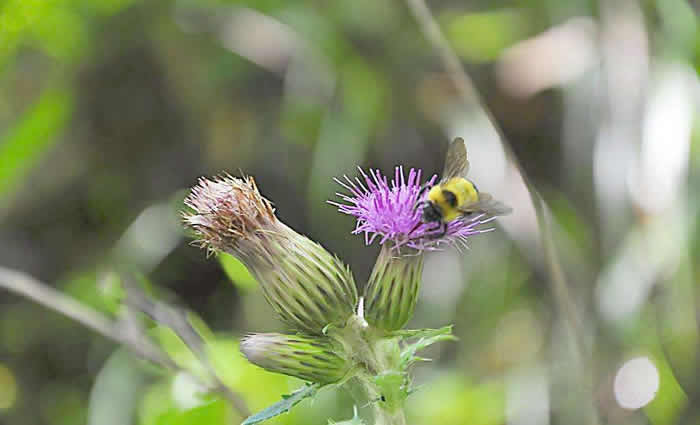 浙江漿蜂 浙江漿蜂