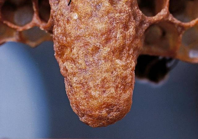 如何培育優(yōu)質(zhì)王臺（優(yōu)質(zhì)王臺培育技術(shù)）