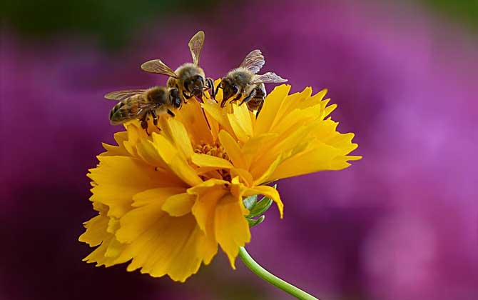 蜜蜂的介紹(有關蜜蜂的資料有哪些) 蜜蜂的介紹(有關蜜蜂的資料有哪些)