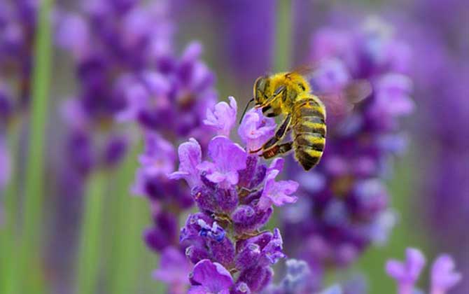 蜜蜂的介紹(有關蜜蜂的資料有哪些) 蜜蜂的介紹(有關蜜蜂的資料有哪些)