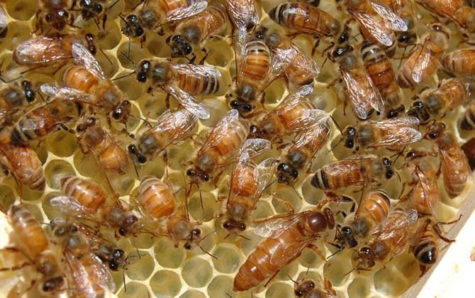 蜜蜂王是天生的還是發展起來的(蜂王是怎樣產生的) 蜜蜂王是天生的還是發展起來的(蜂王是怎樣產生的)