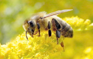 如何養好阿壩中蜂(阿壩中蜂高效養殖管理技術) 如何養好阿壩中蜂(阿壩中蜂高效養殖管理技術)