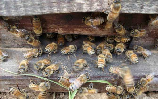 云貴高原中蜂有毒嗎(云貴高原中蜂形態(tài)特征) 云貴高原中蜂