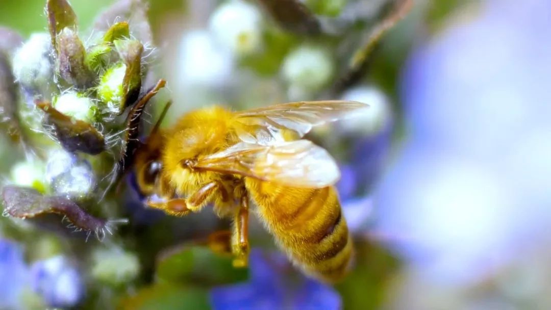 在山上最快找到野生蜜蜂窩的方法 在山上最快找到野生蜜蜂窩的方法
