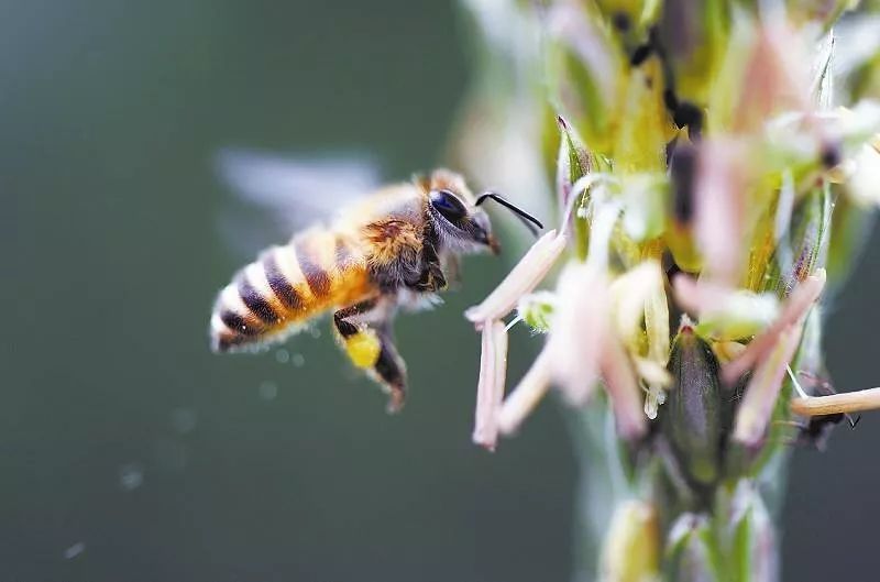 在山上最快找到野生蜜蜂窩的方法 在山上最快找到野生蜜蜂窩的方法