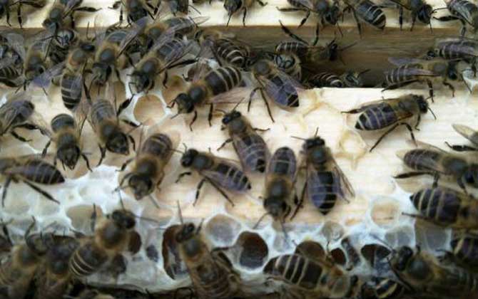 阿壩中蜂的養殖方法（阿壩中蜂高效養殖管理技術）