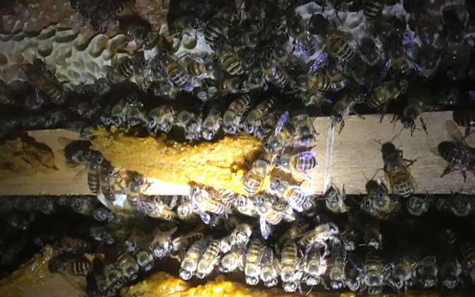 阿壩中蜂的養殖方法（阿壩中蜂高效養殖管理技術）