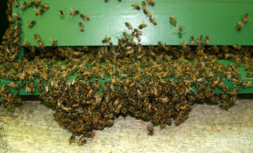 油菜花流蜜期怎么防止分蜂熱(該如何處理流蜜期發生的分蜂熱) 油菜花流蜜期怎么防止分蜂熱(該如何處理流蜜期發生的分蜂熱)