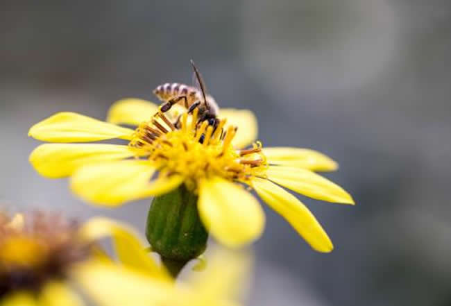 新手怎么才能養好蜜蜂？
