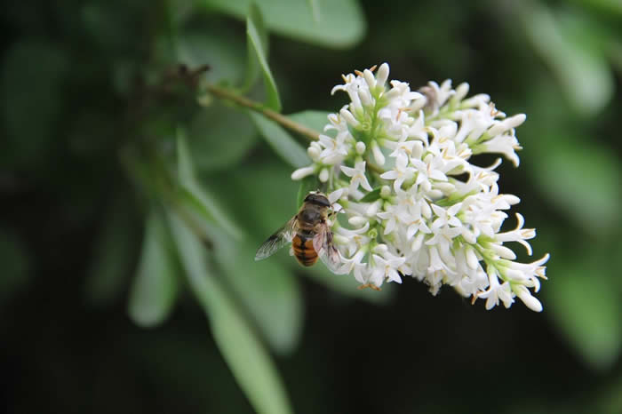 新手怎么才能養好蜜蜂？