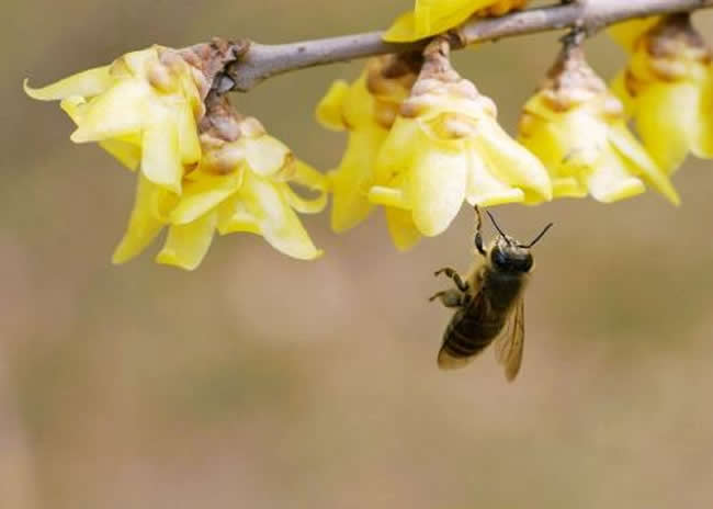 新手怎么才能養好蜜蜂？