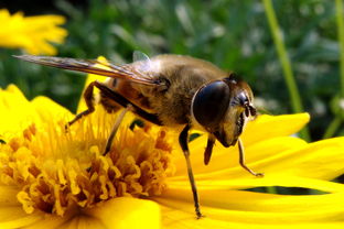 人工蜂王的優(yōu)勢(shì)（人工蜂王的優(yōu)點(diǎn)）
