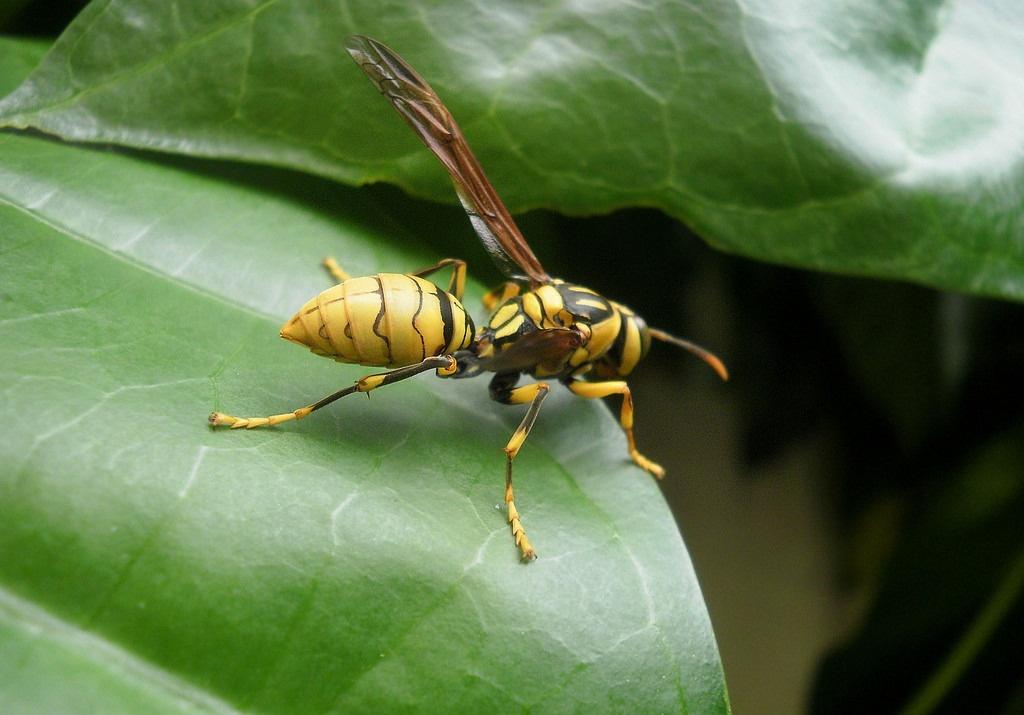 大虎頭蜂真能蜇死人嗎?(扒一扒虎頭蜂的厲害) 大虎頭蜂真能蜇死人嗎?(扒一扒虎頭蜂的厲害)