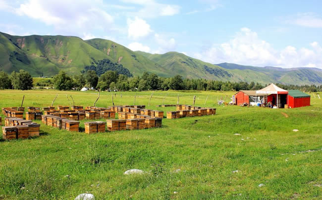 養(yǎng)蜂場怎么飼喂蜜蜂? 養(yǎng)蜂場怎么飼喂蜜蜂?