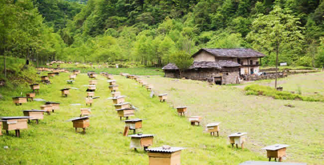 養(yǎng)蜂場怎么飼喂蜜蜂? 養(yǎng)蜂場怎么飼喂蜜蜂?