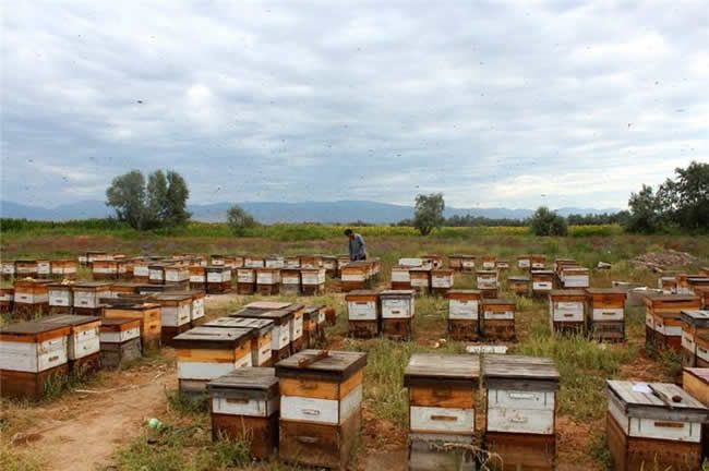 養(yǎng)蜂場怎么飼喂蜜蜂? 養(yǎng)蜂場怎么飼喂蜜蜂?