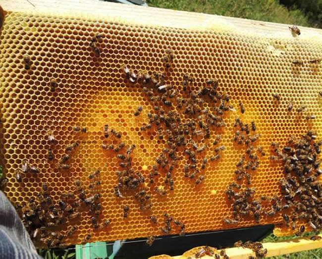 養(yǎng)蜂場怎么飼喂蜜蜂? 養(yǎng)蜂場怎么飼喂蜜蜂?