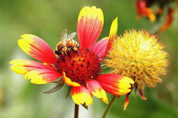 【蜜蜂知識】一窩蜜蜂可以有幾個蜂王? 【蜜蜂知識】一窩蜜蜂可以有幾個蜂王?