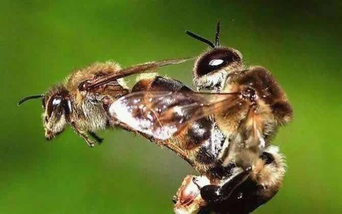 蜂王交尾的時間是什么時候？