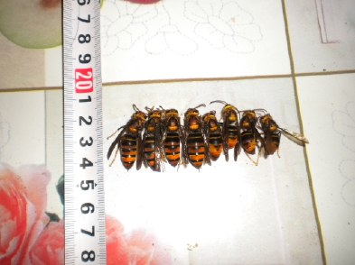 胡蜂怎么區別蜂王和雄蜂（胡蜂工蜂和蜂王怎么分）