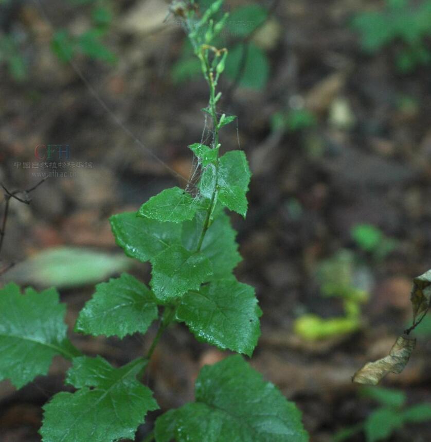 消失100多年！云南發現極危物種異葉苣苔，野生華南虎會出現嗎？