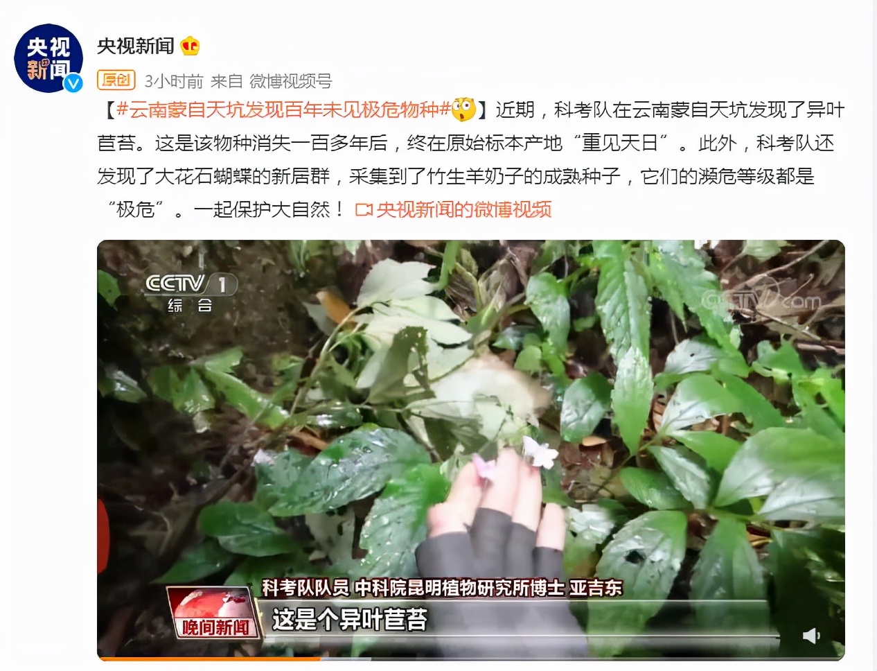 消失100多年！云南發現極危物種異葉苣苔，野生華南虎會出現嗎？