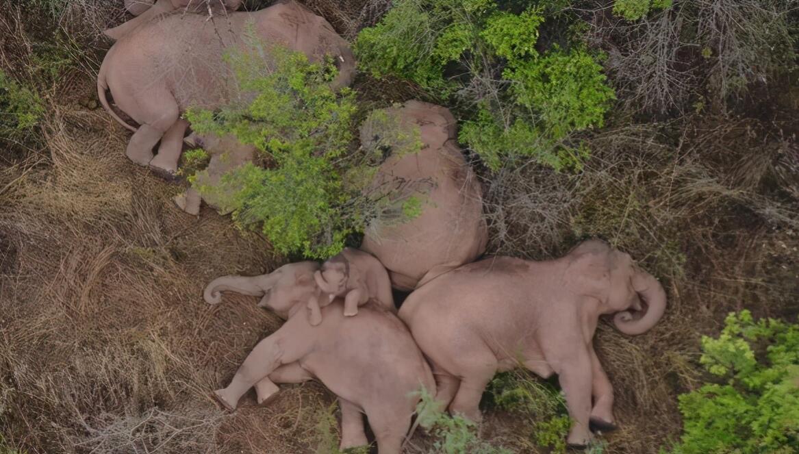 消失100多年！云南發現極危物種異葉苣苔，野生華南虎會出現嗎？