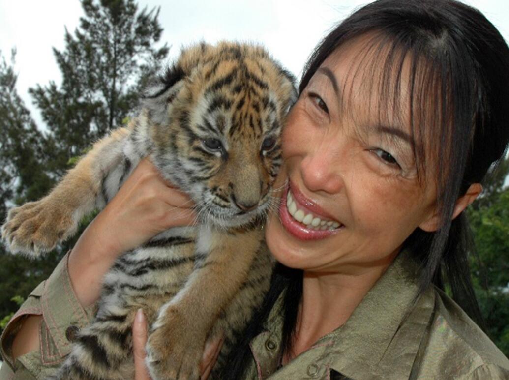 消失100多年！云南發現極危物種異葉苣苔，野生華南虎會出現嗎？