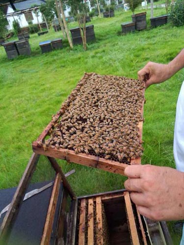 家養(yǎng)的蜜蜂為什么會全部飛走(家養(yǎng)的蜜蜂飛走了有啥原因) 家養(yǎng)的蜜蜂為什么會全部飛走(家養(yǎng)的蜜蜂飛走了有啥原因)