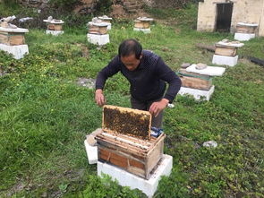 家養(yǎng)的蜜蜂為什么會全部飛走(家養(yǎng)的蜜蜂飛走了有啥原因) 家養(yǎng)的蜜蜂為什么會全部飛走(家養(yǎng)的蜜蜂飛走了有啥原因)